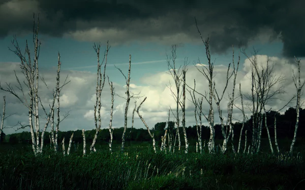 sky trunk nature birch HD Desktop Wallpaper | Background Image