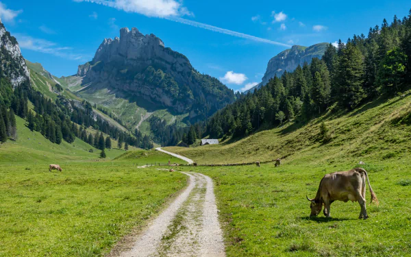 A cow grazes on a green pasture with towering Alps mountains in the background under a clear blue sky, captured in HD for a PC desktop wallpaper.