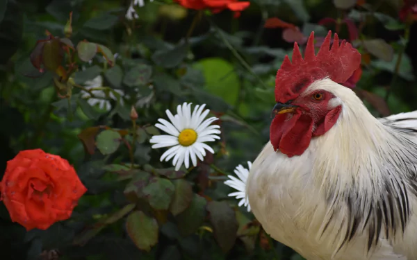 bird flower Animal rooster HD Desktop Wallpaper | Background Image