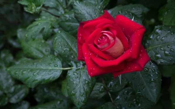 Earth Rose Flowers Raindrops Red Rose Red Flower HD Wallpaper | Background Image