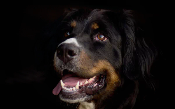 Animal bernese mountain dog HD Desktop Wallpaper | Background Image