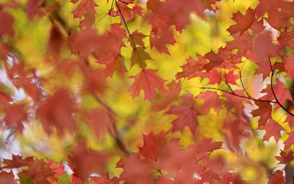Earth Leaf Fall Maple Leaf Blur HD Wallpaper | Background Image