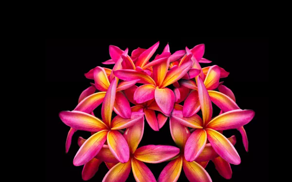 plumeria flower nature frangipani HD Desktop Wallpaper | Background Image