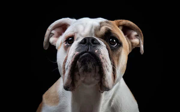 dog Animal english bulldog HD Desktop Wallpaper | Background Image