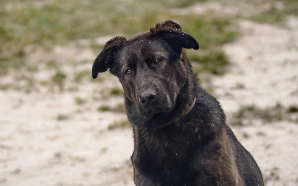 Animal dog Black Dog HD Desktop Wallpaper | Background Image