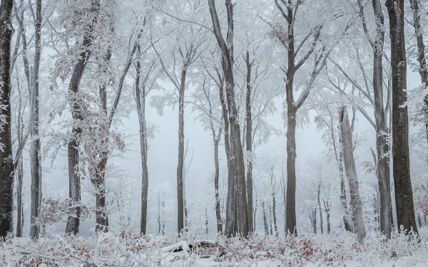 A serene winter forest scene showing tree trunks covered in snow and frost, captured in stunning 4K Ultra HD for a crisp, natural desktop wallpaper background.