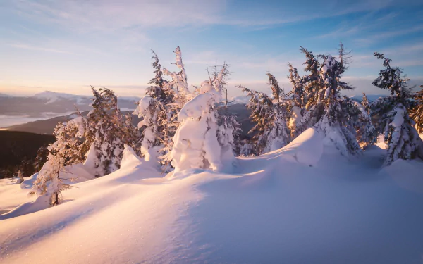 4K Ultra HD PC desktop wallpaper showing snow-covered spruce on a winter ridge at sunrise, pink-hued light across pristine drifts and a wide, peaceful natural panorama.