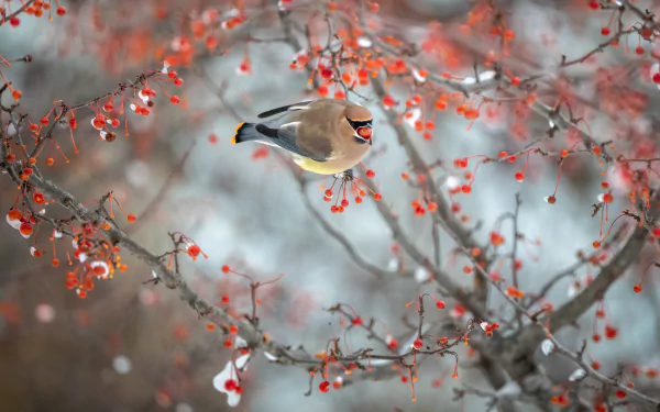 4K Ultra HD PC desktop wallpaper showing a waxwing bird on a snow-dusted branch laden with red berries, animal close-up background.