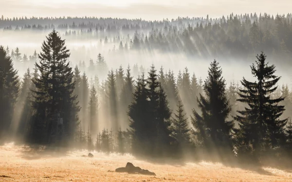 HD PC desktop wallpaper: misty fir forest with sunbeams piercing fog over a grassy clearing, a serene nature background.