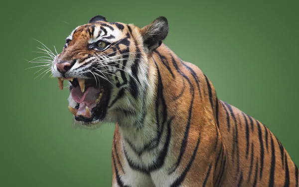 mouth Animal tiger HD Desktop Wallpaper | Background Image