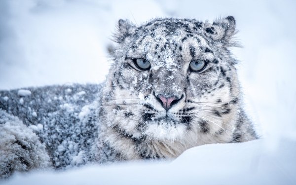 Animal Snow Leopard Cats Winter Muzzle Snow HD Wallpaper | Background Image