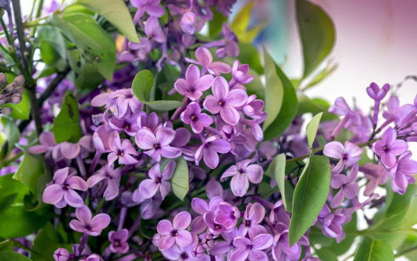 spring blossom nature lilac HD Desktop Wallpaper | Background Image