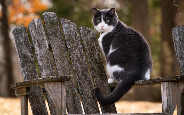 Black and white cat sitting on a weathered wooden chair in a natural outdoor setting, captured in 8K Ultra HD for PC desktop wallpaper and background.
