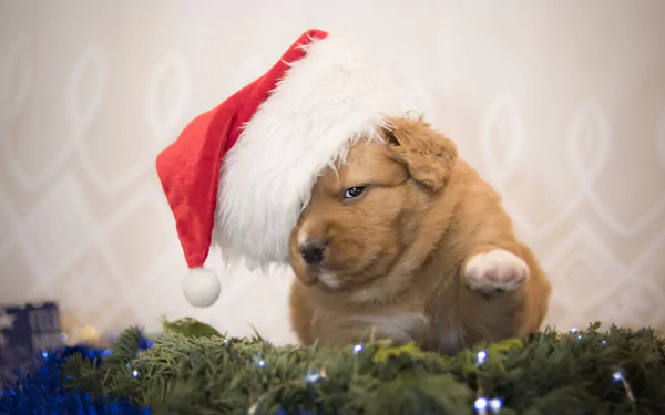 HD PC desktop wallpaper: fluffy puppy in a Santa hat peeking over garland with blue lights — festive Christmas baby animal dog.