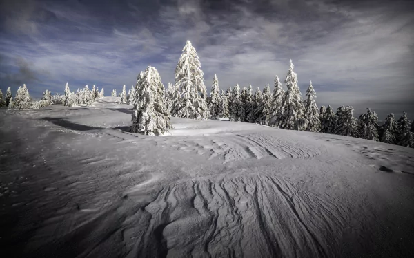 spruce nature snow winter HD Desktop Wallpaper | Background Image
