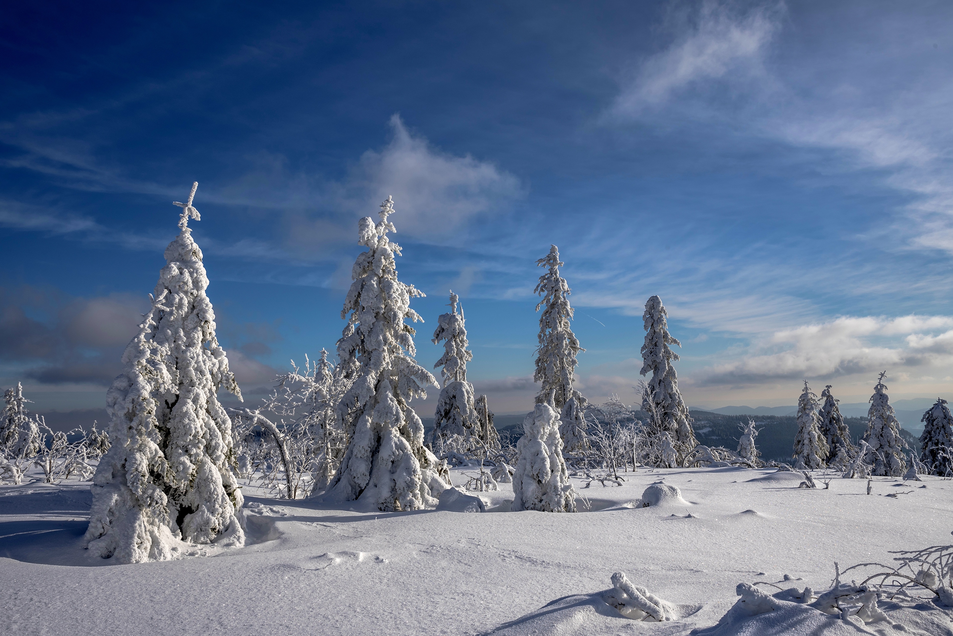 Download Tree Snow Nature Winter 4k Ultra HD Wallpaper