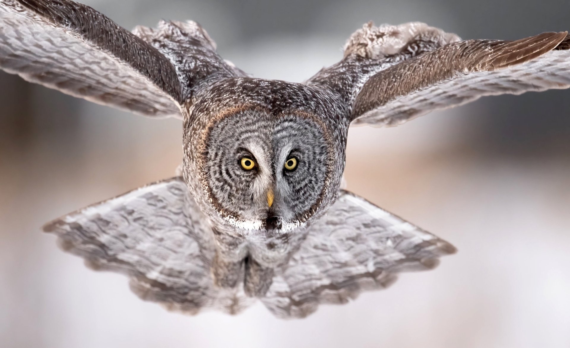 Download Bird Animal Owl HD Wallpaper