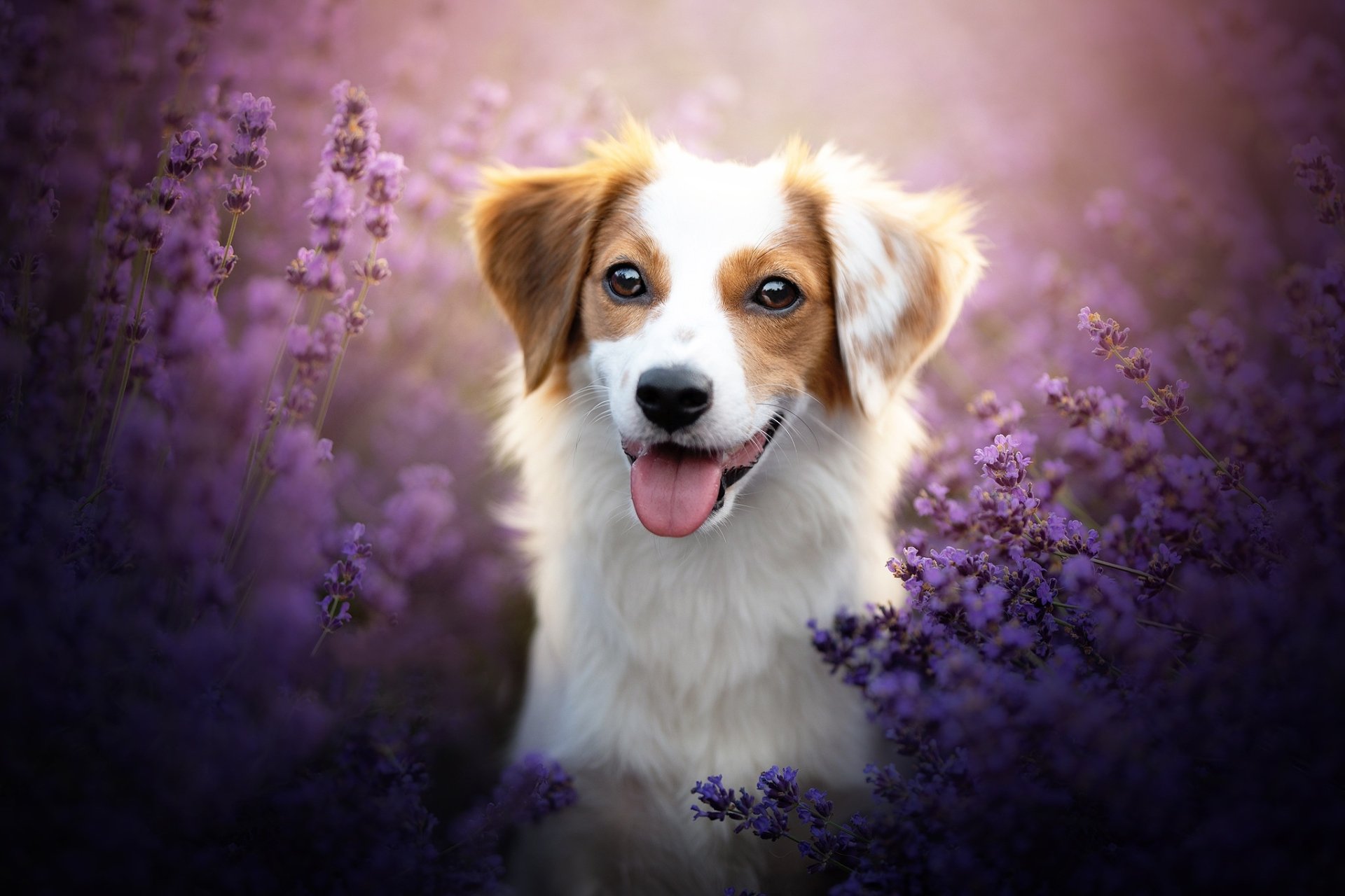 Download Purple Flower Lavender Flower Animal Dog HD Wallpaper ...