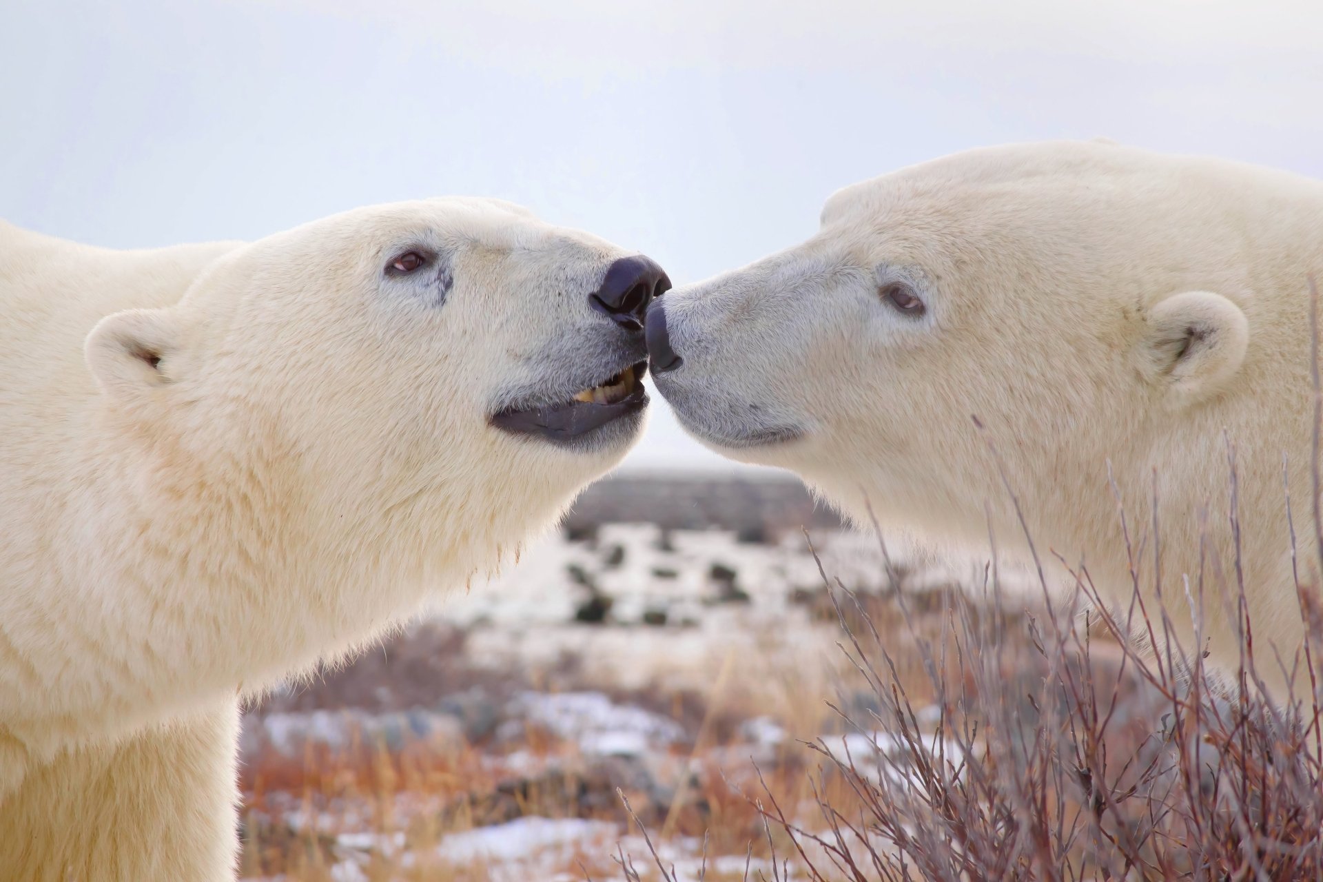 Download Animal Polar Bear 4k Ultra HD Wallpaper