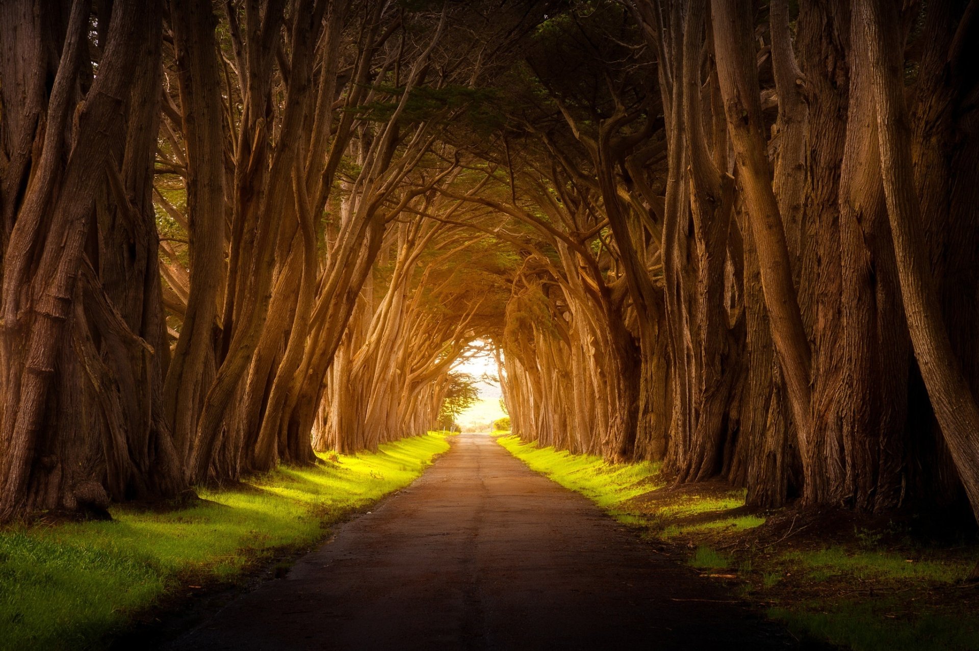 Download Tree-lined Nature Tree Man Made Road HD Wallpaper | 2048x1362 ...