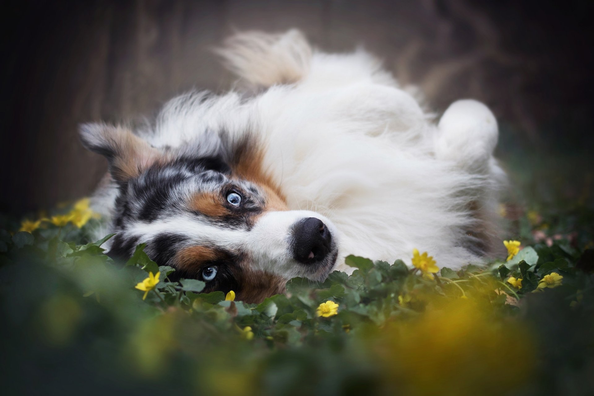 Australian Sheperd Dog Food Backdrop