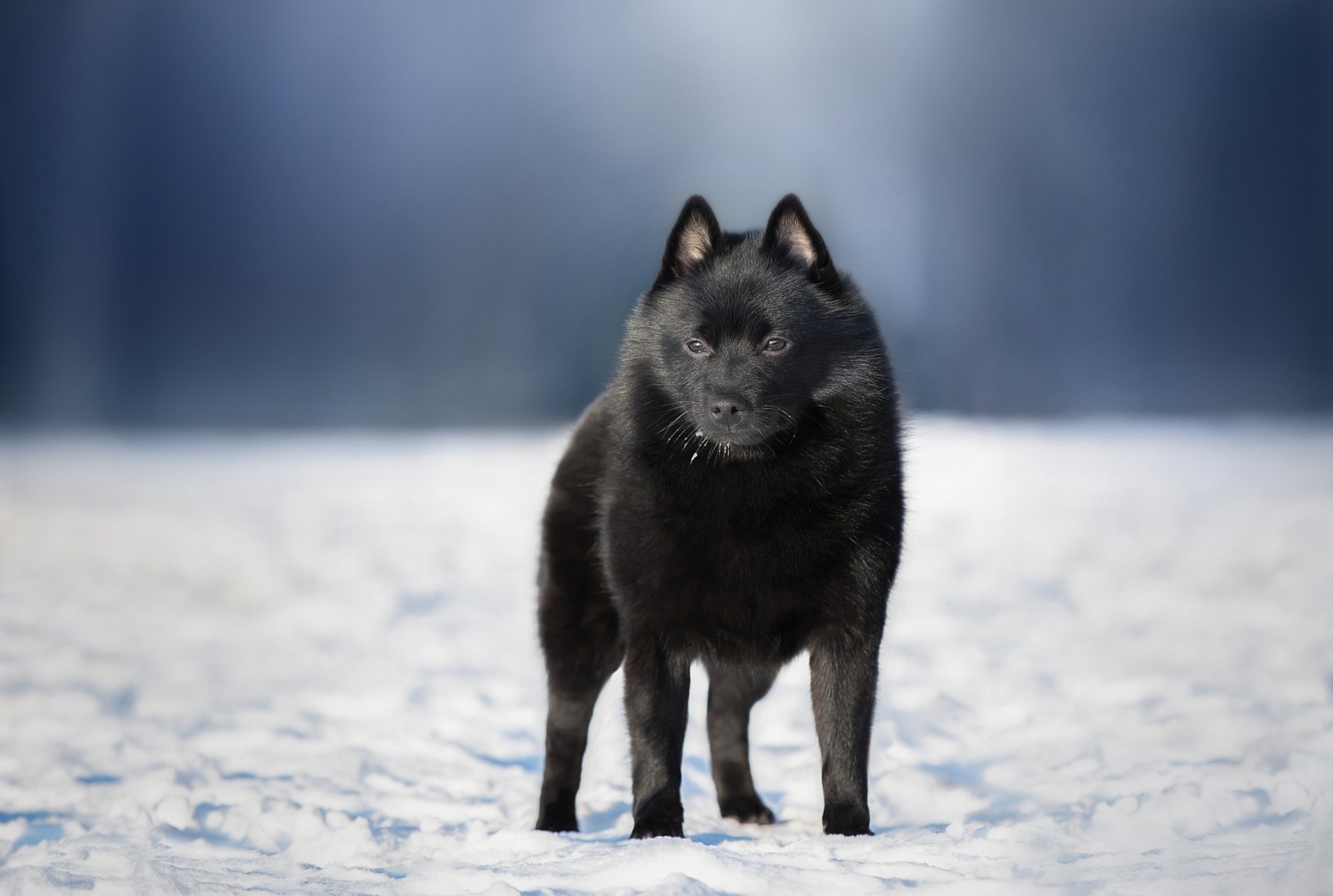 Download Schipperke Baby Animal Dog Snow Winter Animal Puppy Winter Animals HD Wallpaper by Anna Oris