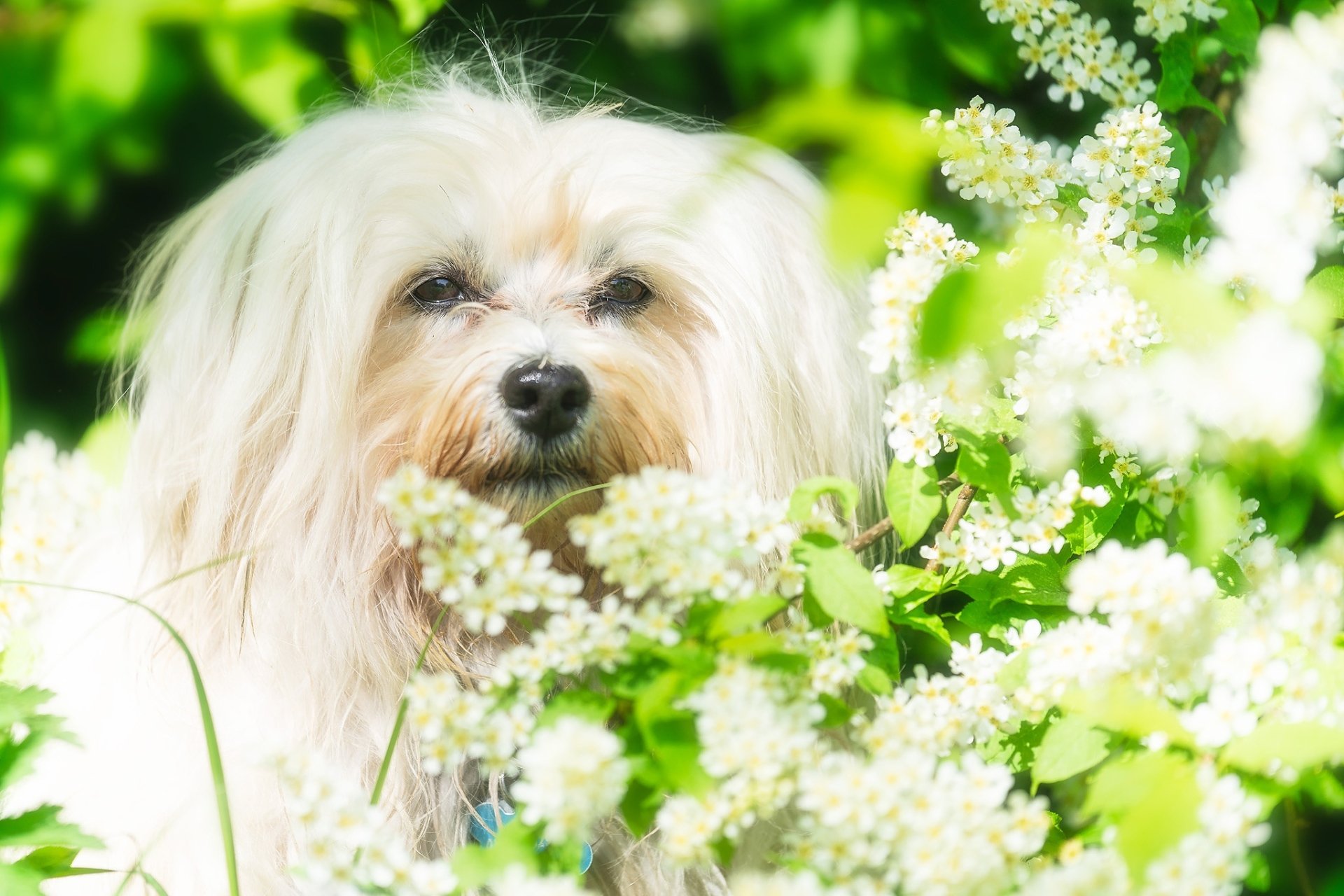 Download White Flower Havanese Animal Dog HD Wallpaper