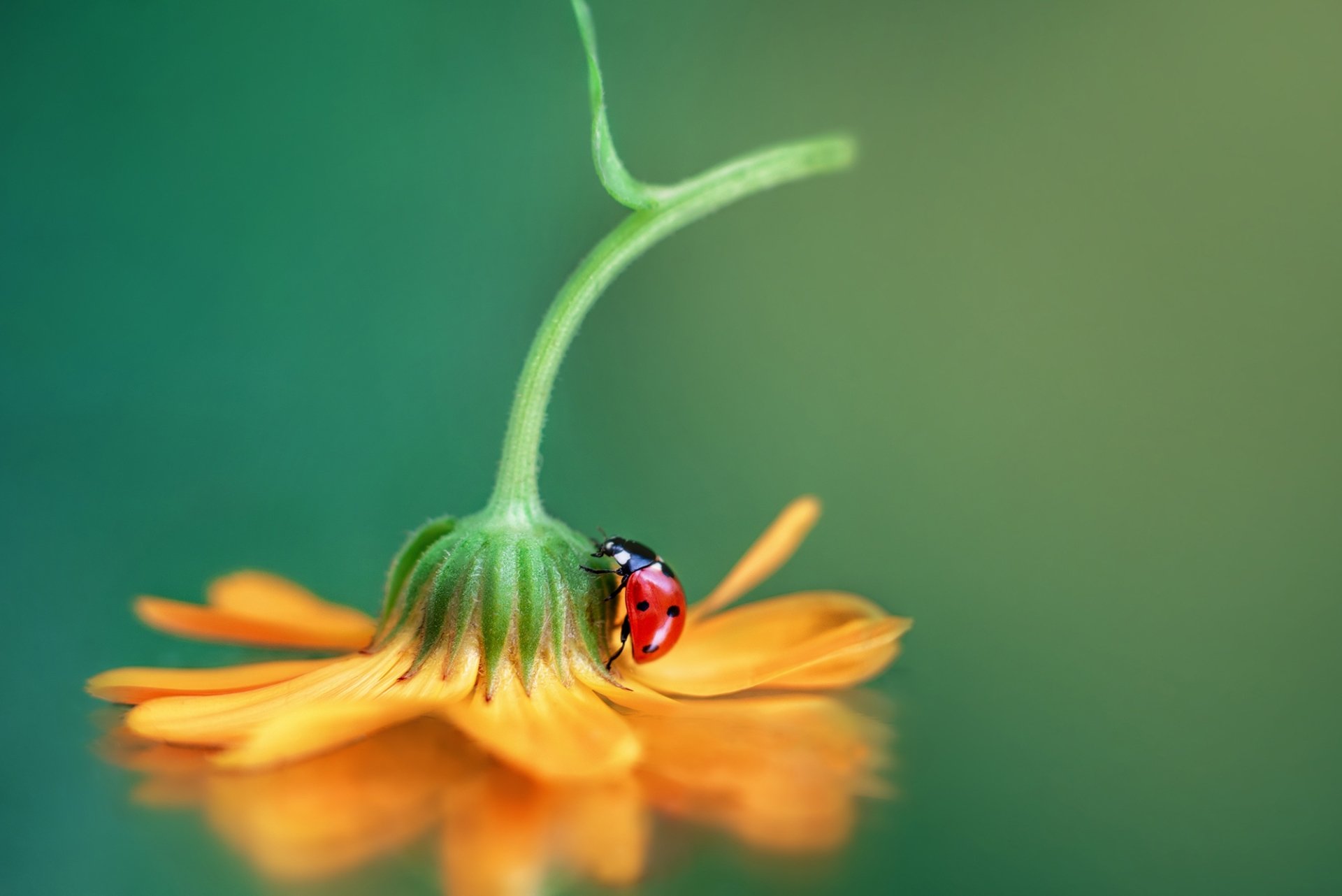 Download Insect Macro Flower Animal Ladybug HD Wallpaper by Anna Rawka