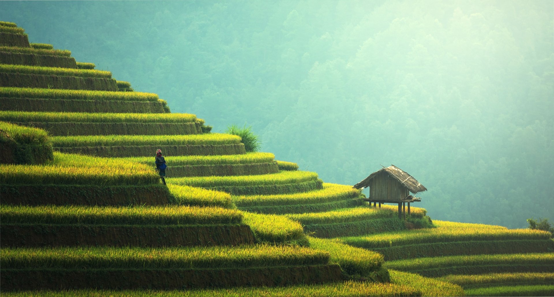 Download Man Made Rice Terrace Terraced Field 4k Ultra HD Wallpaper