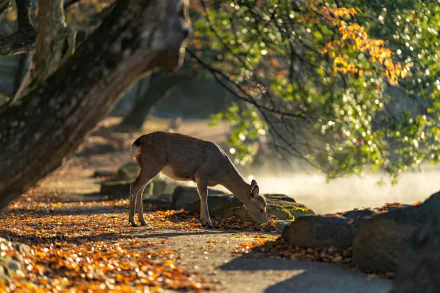 roe deer Animal deer HD Desktop Wallpaper | Background Image