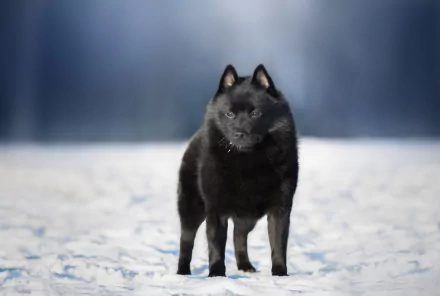 schipperke baby animal dog snow winter Animal puppy winter animals HD Desktop Wallpaper | Background Image
