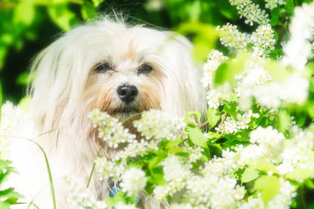 white flower havanese Animal dog HD Desktop Wallpaper | Background Image