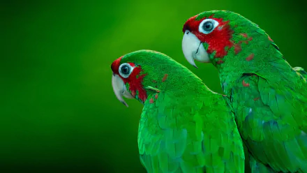 Close-up of two vibrant Red-masked Parakeets with vivid green feathers and red markings, captured in 4K Ultra HD as a stunning PC desktop wallpaper background.