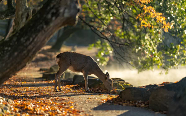 roe deer Animal deer HD Desktop Wallpaper | Background Image