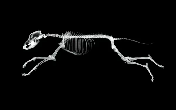 X-ray vision captures a striking image of a black background showcasing the skeletal structure of a dog in motion. A captivating HD wallpaper and background featuring bones.