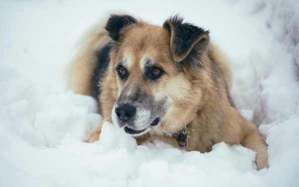 Animal Dog Dogs Snow HD Wallpaper | Background Image