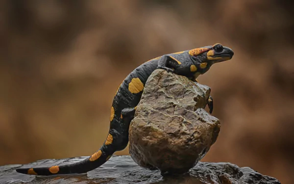 HD desktop wallpaper featuring a colorful salamander, a reptile-like lizard, perched on a rock with a blurred natural background.