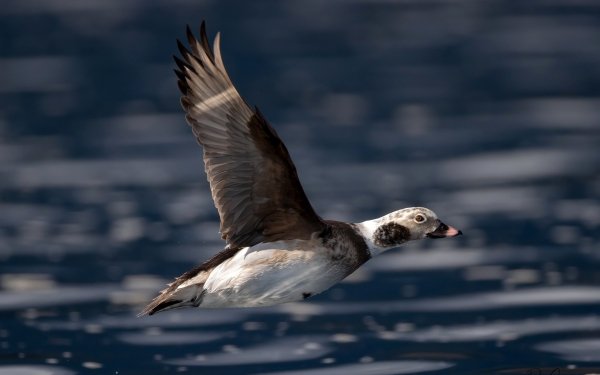 Animal Duck Birds Ducks Bird HD Wallpaper | Background Image