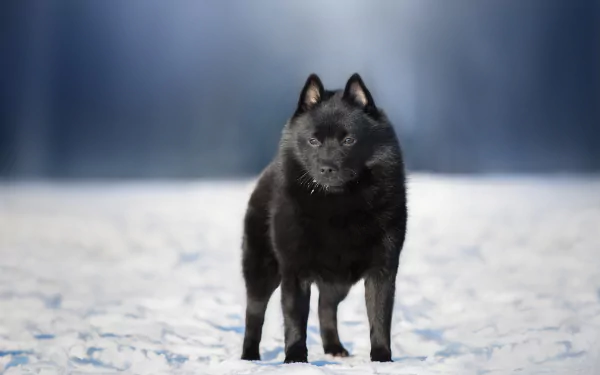 schipperke baby animal dog snow winter Animal puppy winter animals HD Desktop Wallpaper | Background Image