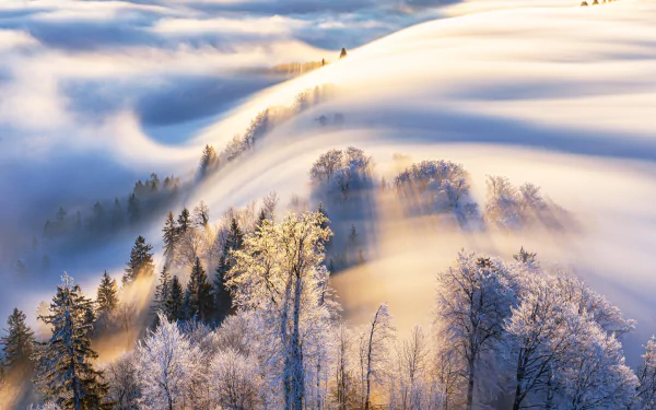 nature morning winter fog HD Desktop Wallpaper | Background Image