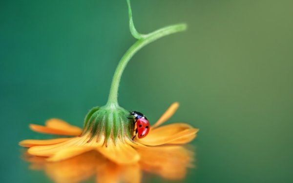 Animal Ladybug Flower Macro Insect HD Wallpaper | Background Image