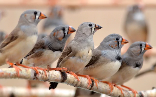 A group of Zebra Finches perched in a row on a branch, showcasing their distinctive gray and orange plumage. An engaging HD wallpaper for animal lovers.