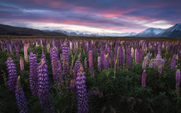 purple flower flower landscape nature lupine HD Desktop Wallpaper | Background Image