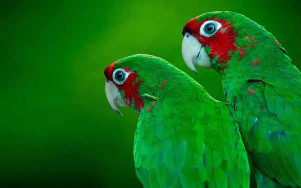 Close-up of two vibrant Red-masked Parakeets with vivid green feathers and red markings, captured in 4K Ultra HD as a stunning PC desktop wallpaper background.