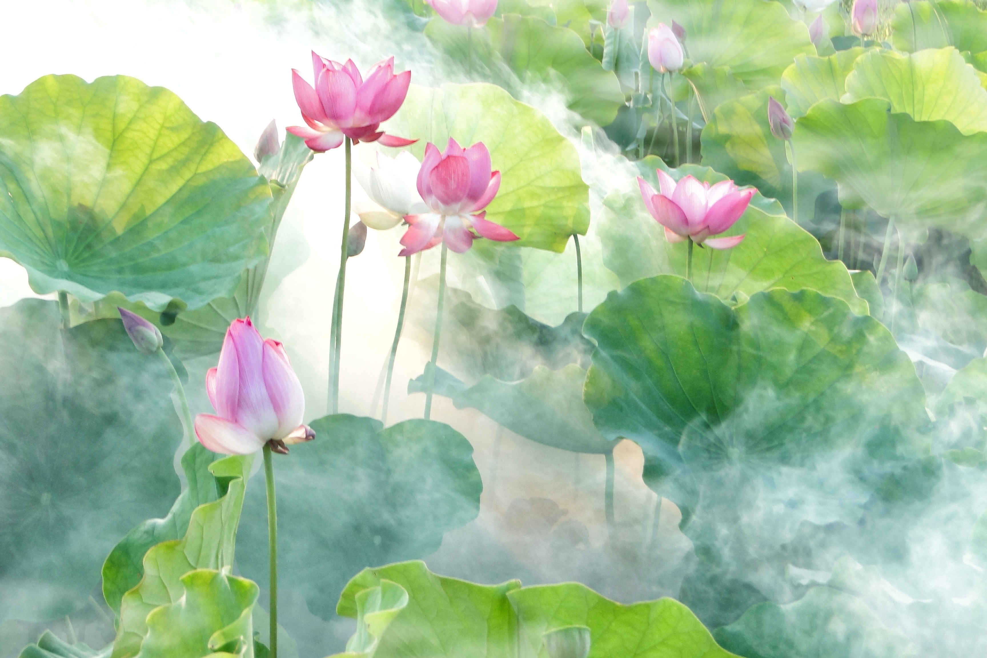 Lotuses Lounge in Morning Mists