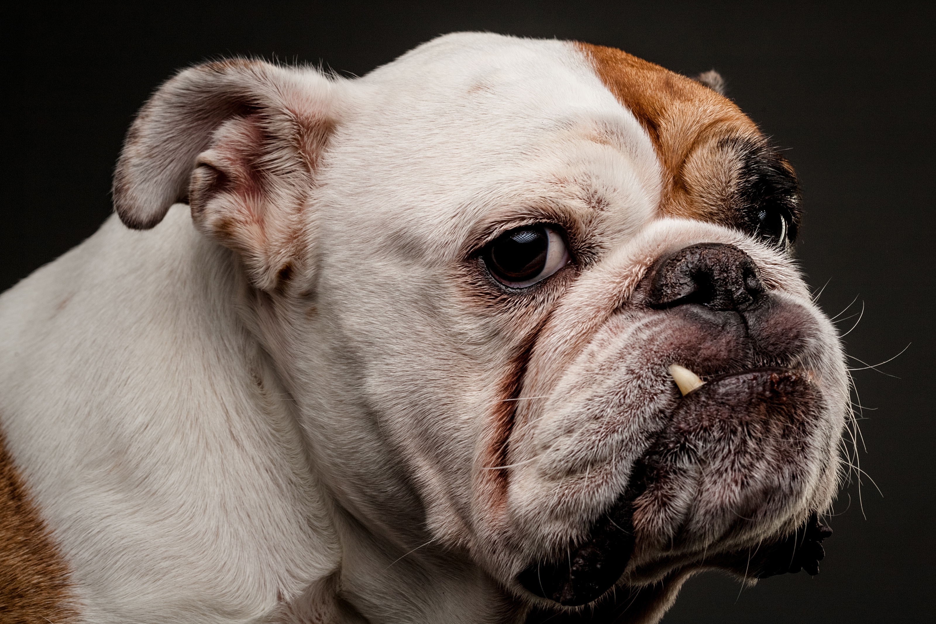 English bulldogs now so 'hopelessly inbred' they're on verge of joining  Britain First – NewsThump