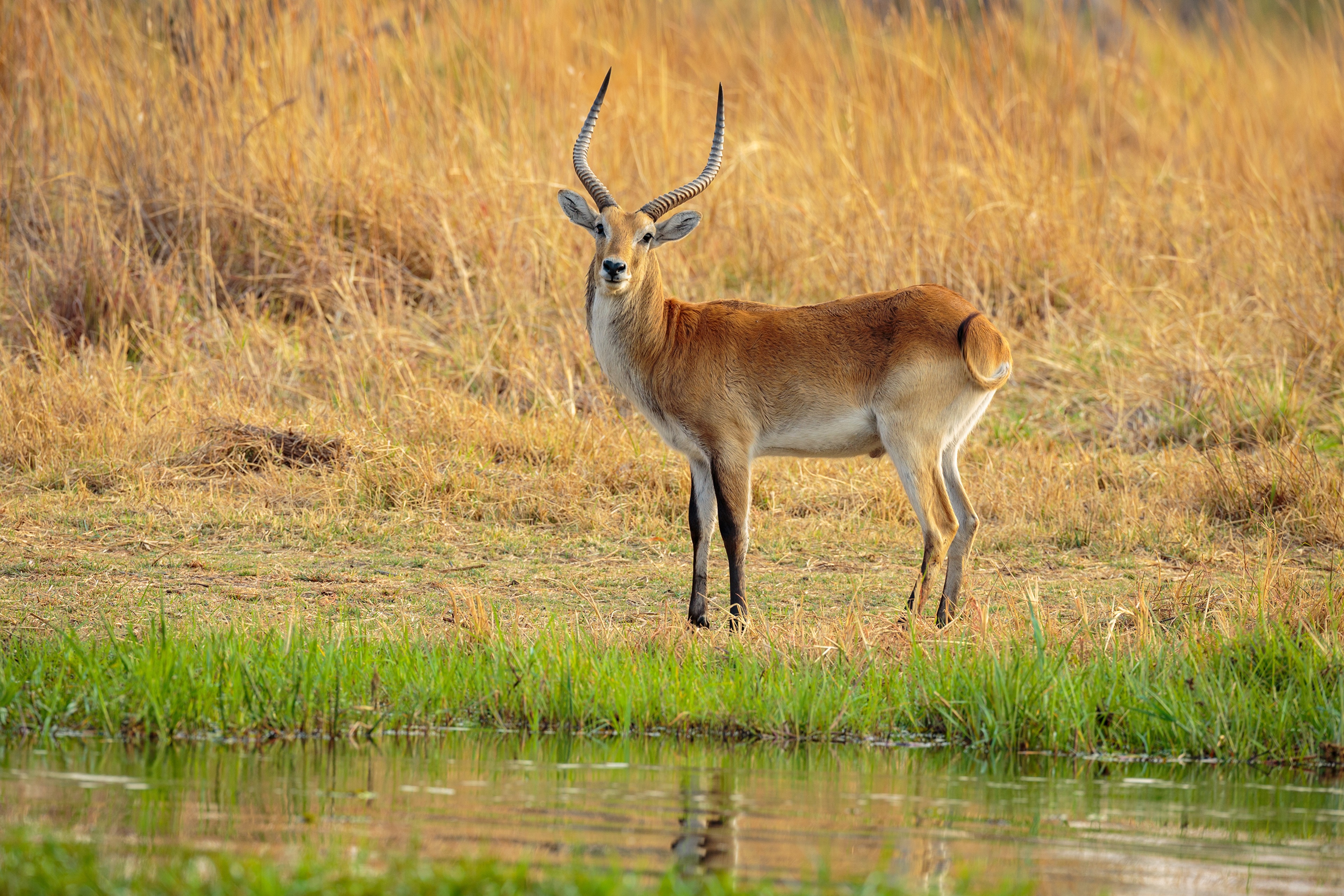 Anime Dikdik Antelope in Jungle · Creative Fabrica