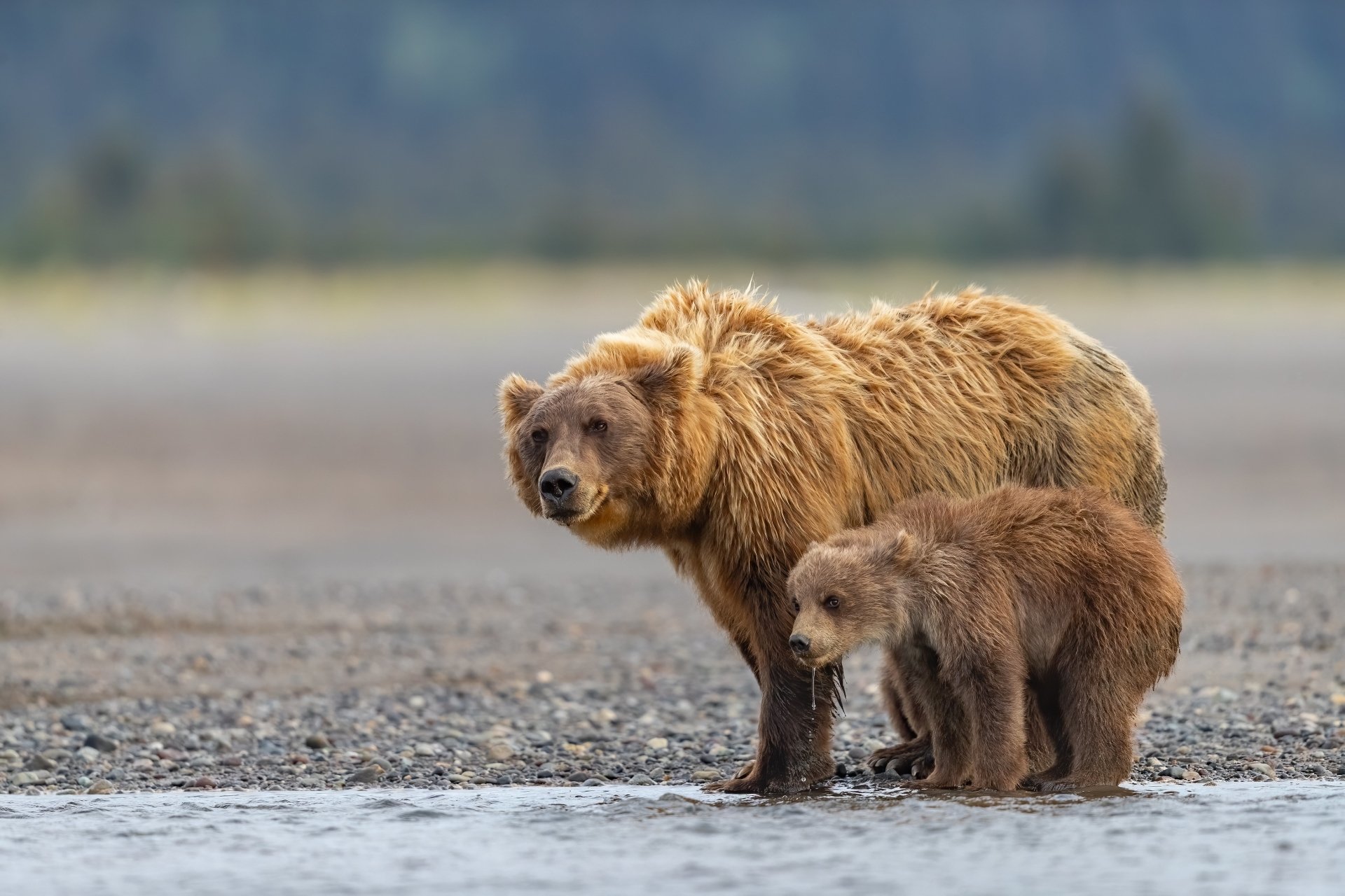 Download Cub Baby Animal Depth Of Field Animal Bear 4k Ultra HD Wallpaper