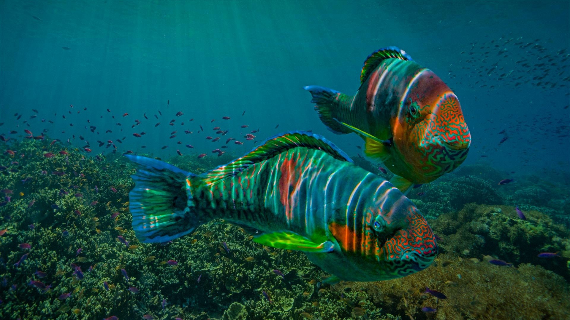 Download Animal Parrotfish HD Wallpaper by Tim Fitzharris