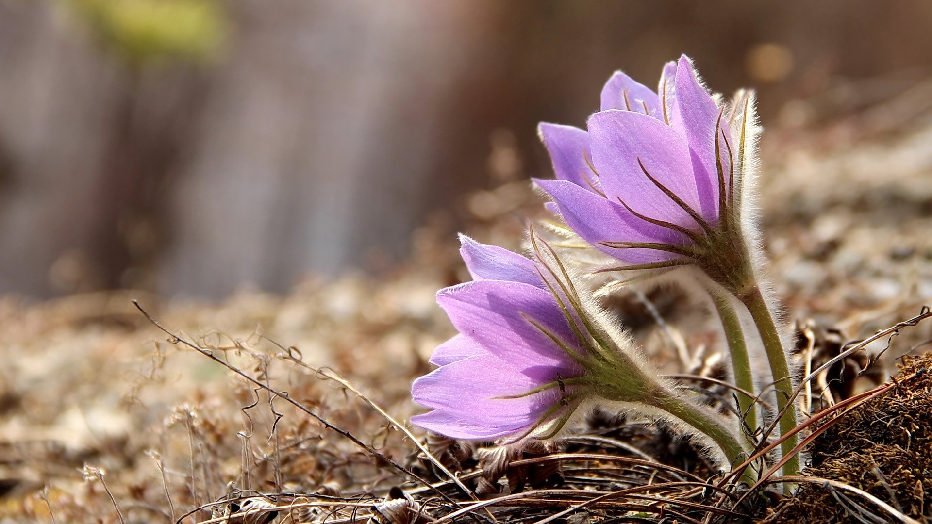 Nature Anemone HD Wallpaper